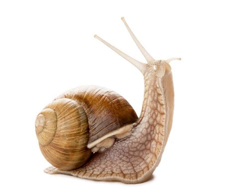 Snail Spiritual Meaning: An Exploration of Its Symbolic Significance.